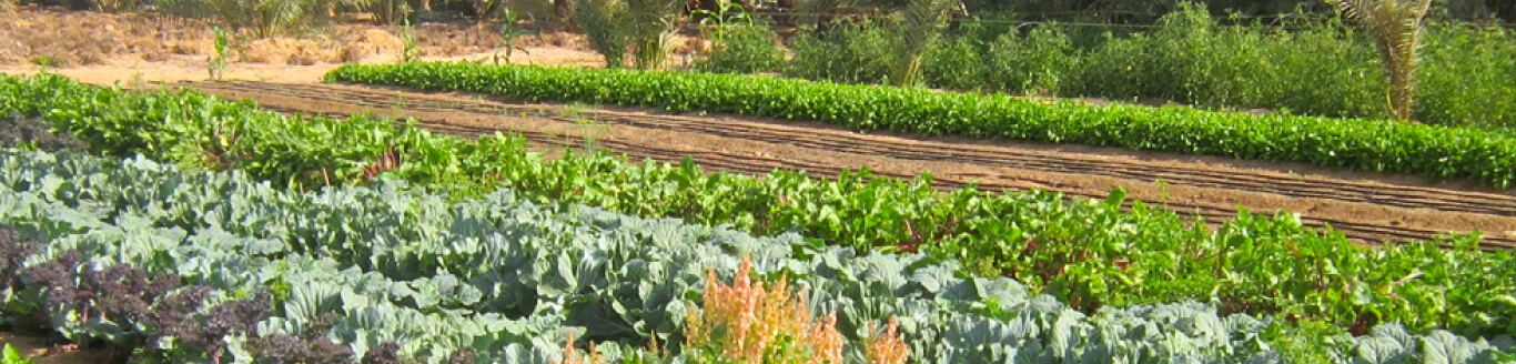 Organic Farming in Dubai, Abu Dhabi, UAE